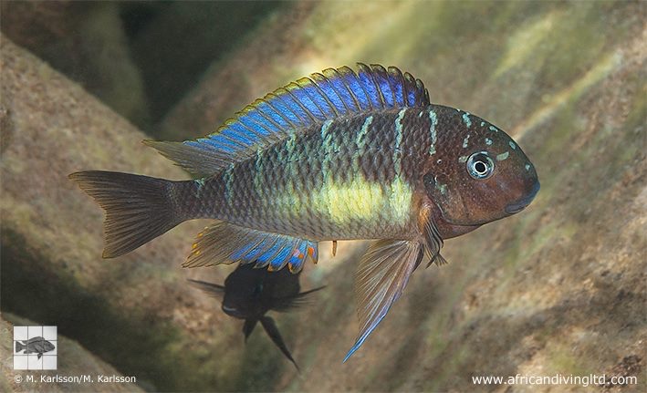 Tropheus moorii 'Izinga Island'